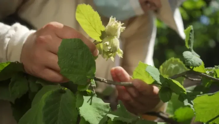 2026 Genç Çiftçi Desteği Şartları ve Başvuru Rehberi