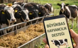 2026 Büyükbaş Hayvancılık Desteği Şartları