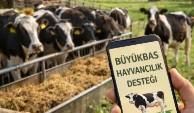 2026 Büyükbaş Hayvancılık Desteği Şartları