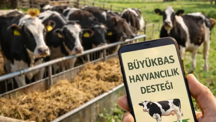 2026 Büyükbaş Hayvancılık Desteği Şartları