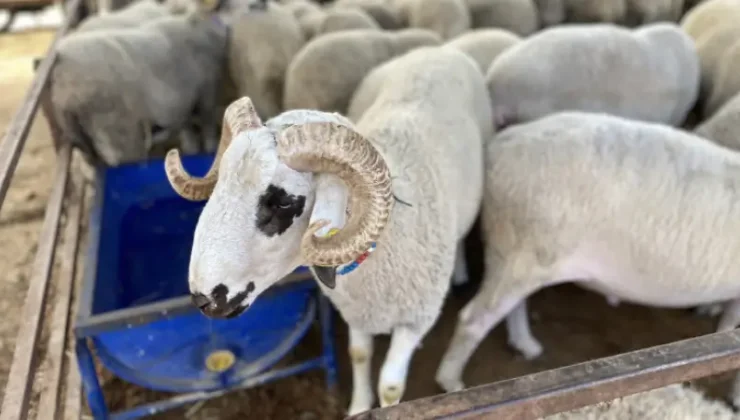 2026 Küçükbaş Hayvancılık Desteği